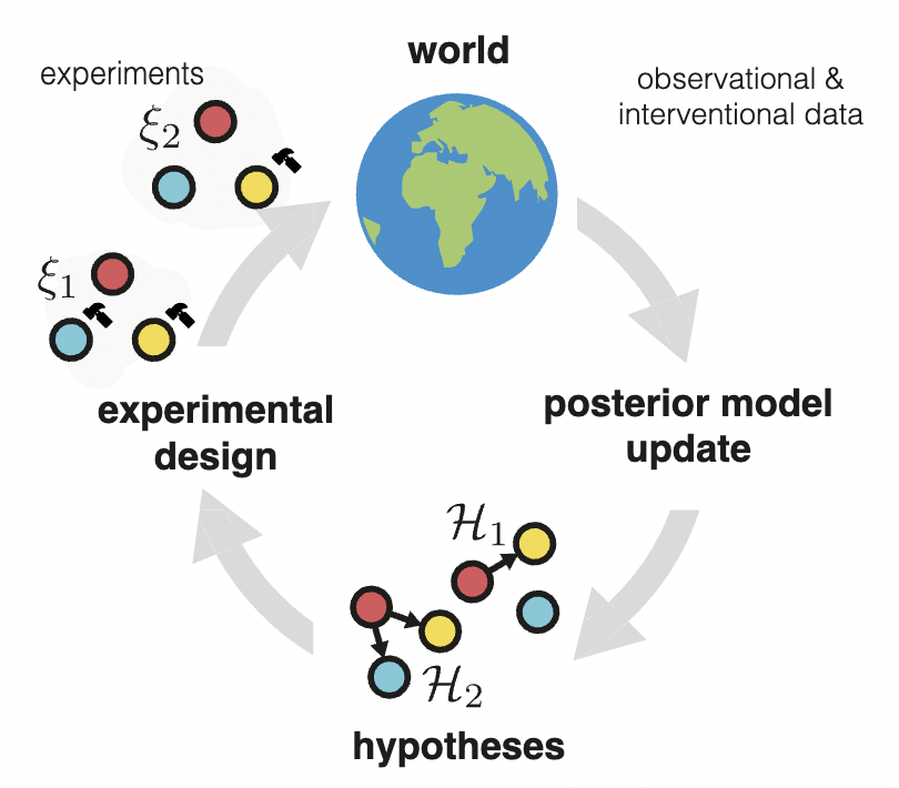 Differentiable multi-target causal bayesian experimental design